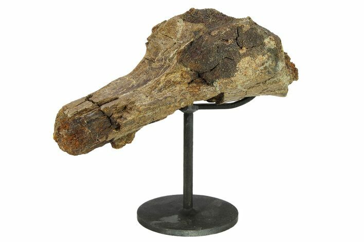 Fossil Dinosaur Vertebra Section w/ Metal Stand - South Dakota #294778